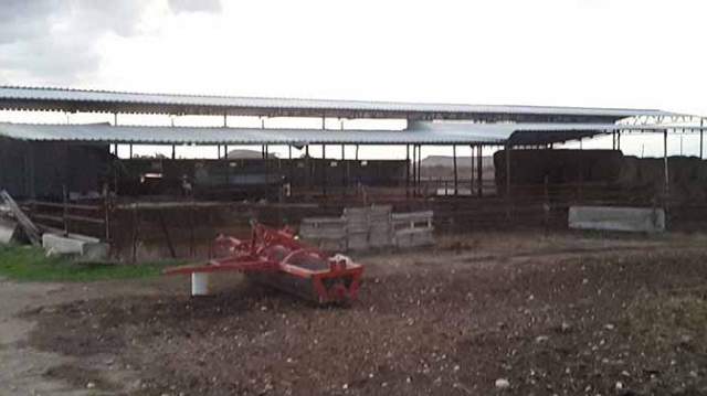 Başıboş köpekler inekleri telef etti