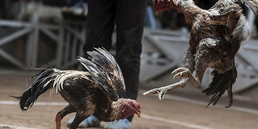 Hayvan dövüştürene ertelemesiz hapis cezası talebi