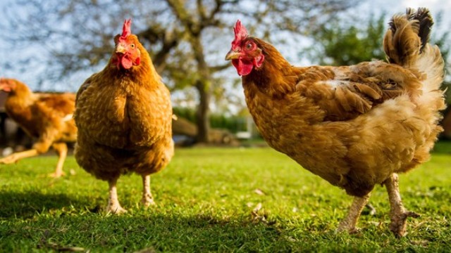 Marketten tavuk çalan adama kesilen cezaya halktan tepki