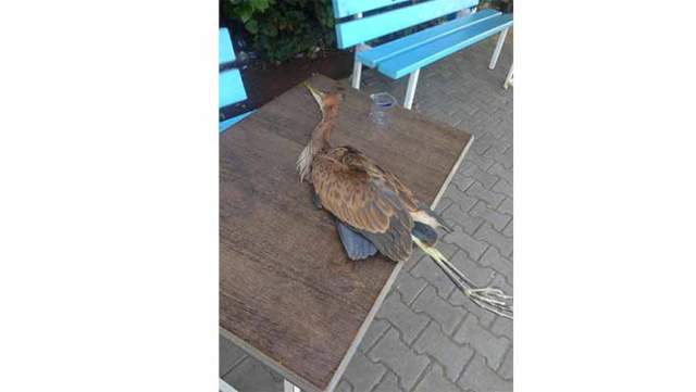 Aydınköy’de avcılar dehşet saçtı