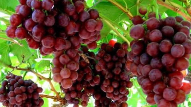 Güney'de piyasaya limit üstü zirai ilaç içeren şarap sürüldü