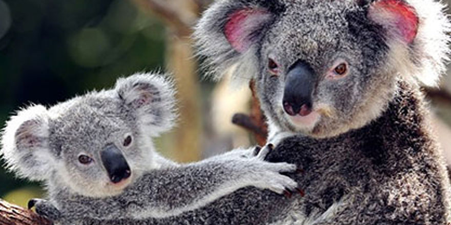 Yüzlerce koala yanarak can verdi