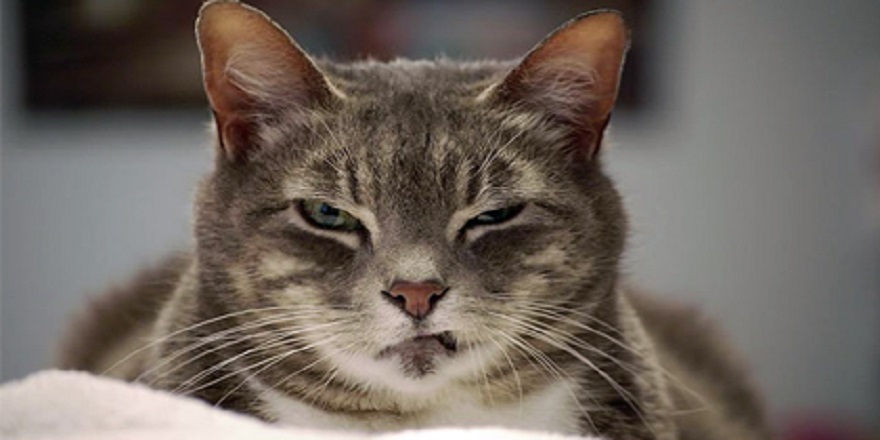 Polisin yüzüne kedi fırlatmaktan dava açıldı