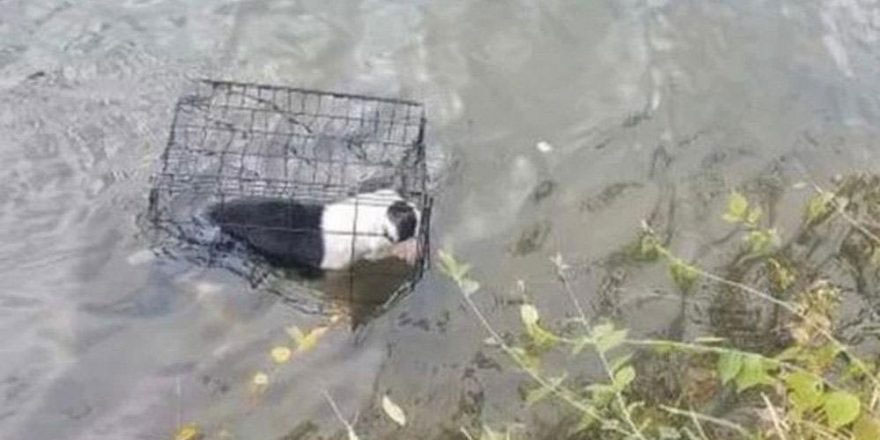 Bunu yapan insan olamaz