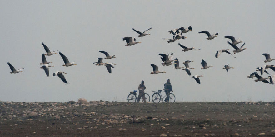 Hindistan'da 2000'den fazla kuş ölü bulundu