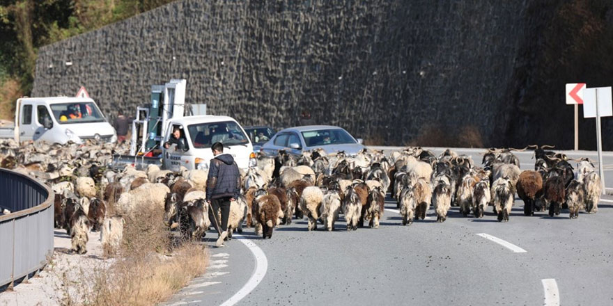 600 koyun ile karayoluna çıktı, trafik kilitlendi