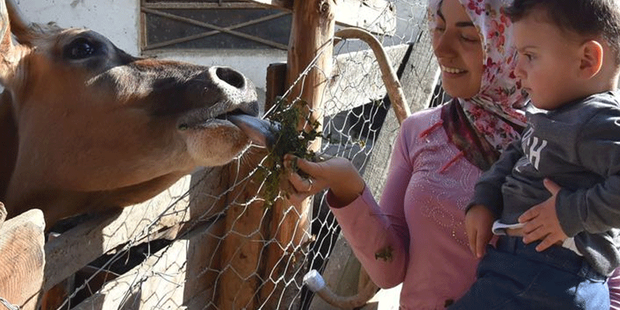 Devletten aldığı destekle çiftlik kurdu