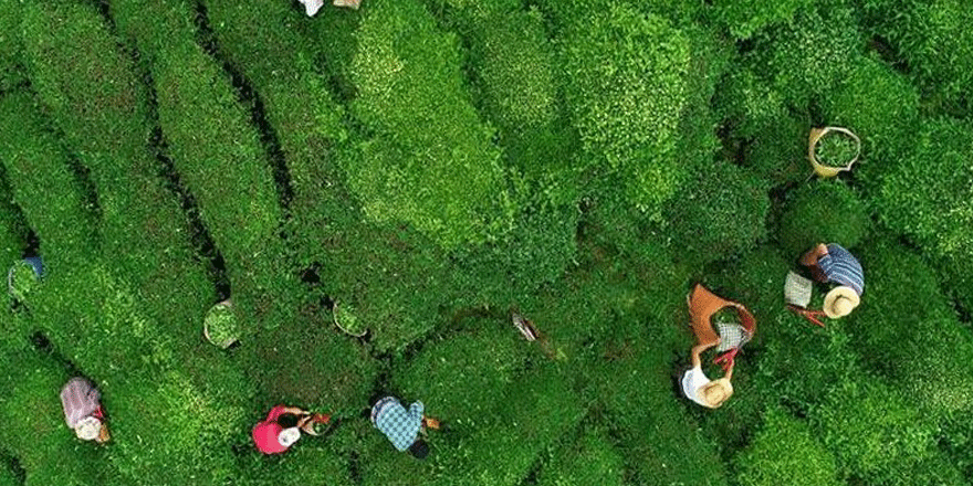 10 aylık çay ihracatı, 7 milyon 339 bin 773 dolar kazandırdı