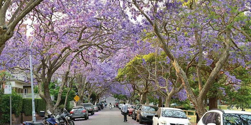 Jakaranda çiçek açtı