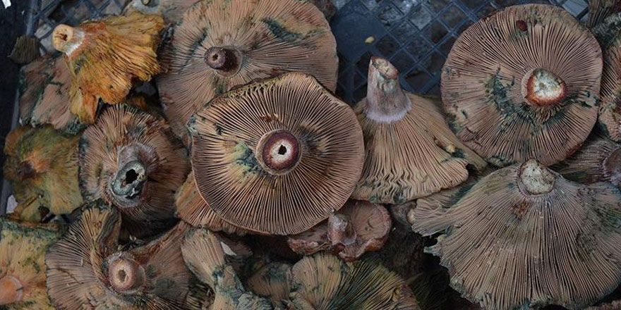 Uzmanlardan mantar uyarısı: Bazı mantarlar sadece bir kez yenir