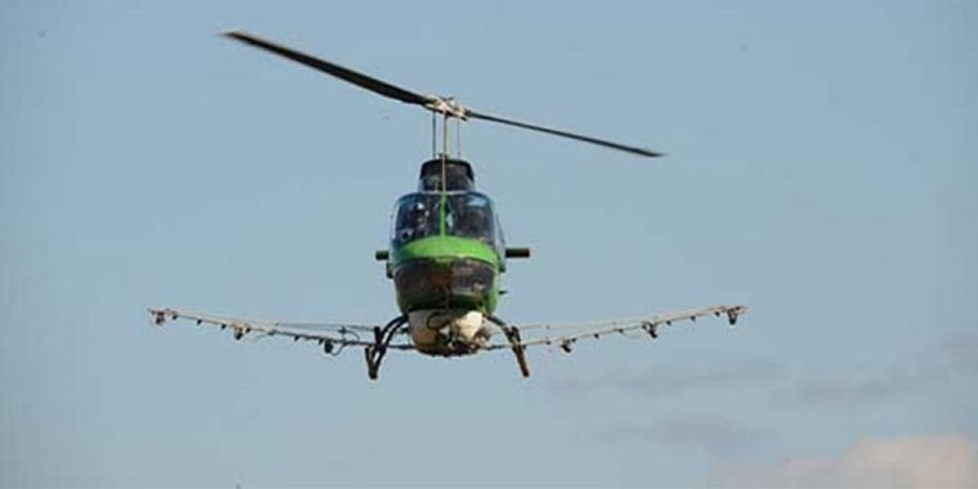 Orman Dairesi çam kese böceğine karşı havadan ilaçlama yapacak