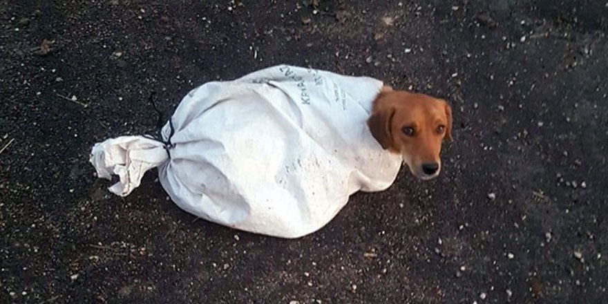 Hamile köpeği çuvala koyup yola attılar