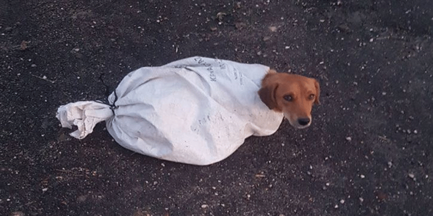 Çuval içindeki gebe köpeği minik Arif’in dikkati kurtardı