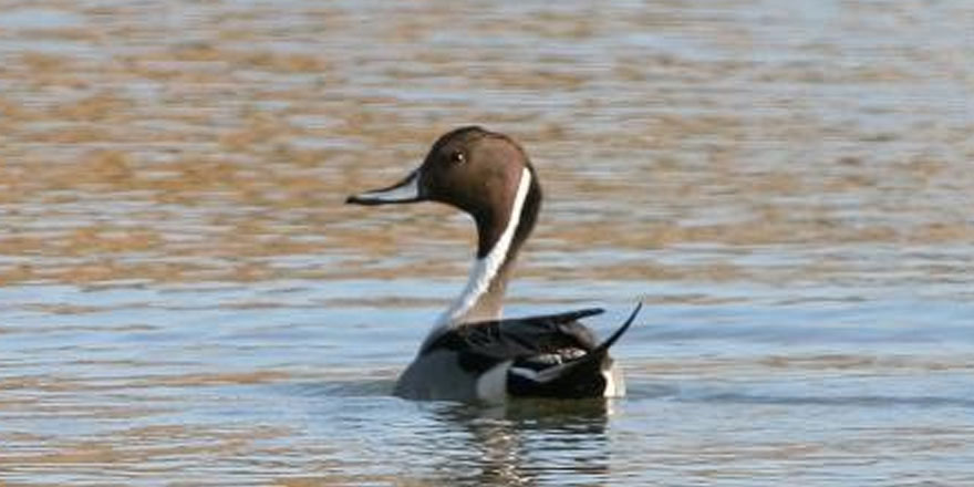 “Önemli bir kazanım ama geri adımlar görmekteyiz”