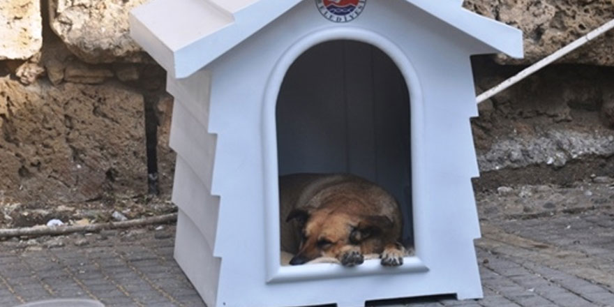 Girne belediyesi köpeklerle ilgili çalışmalarını sürdürüyor