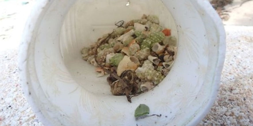 Plastik kirliliği 'Yarım milyon keşiş yengecini öldürdü'