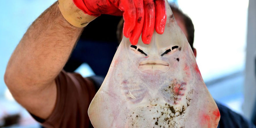 Balıkçıların yeni kâbusu: İnsan yüzlü sapan balığı