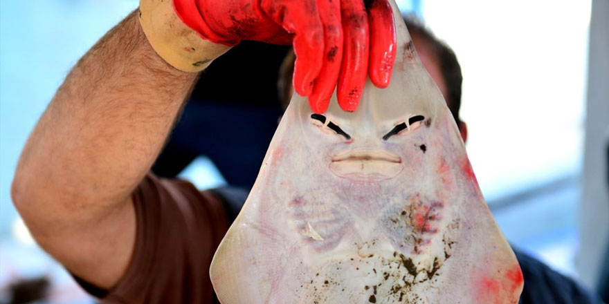 Balıkçıların yeni kabusu