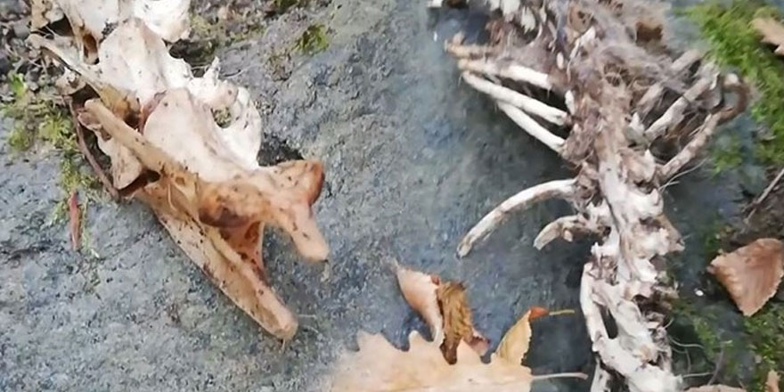 Trabzon'da 1,5 metre uzunluğunda 2 ayaklı hayvan iskeleti bulundu
