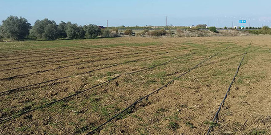 Mevlevi Köyü’nde ülkenin ilk lavanta tarlası ekildi…