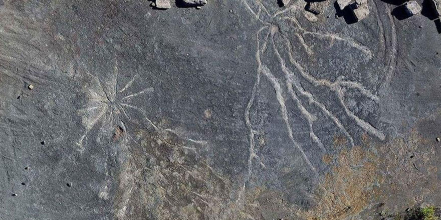 Dünyanın en eski ağaç fosilleri New York’ta bulundu!