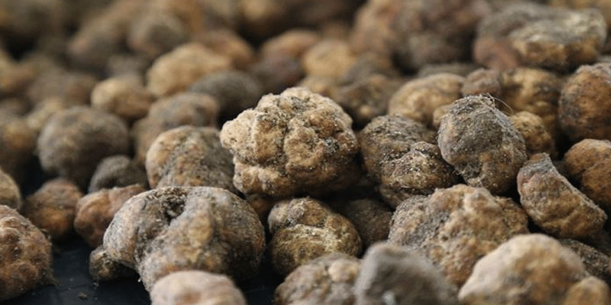 Bakanlık, 80 kilo trüf mantarını ihale ile satışa çıkardı