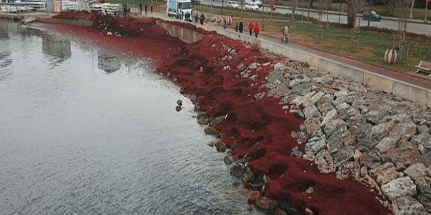 İstanbul'da şaşırtan görüntü! Sahil kızıla büründü