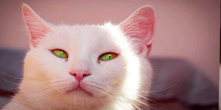 Kedi sahibi olmanın 4 yararı