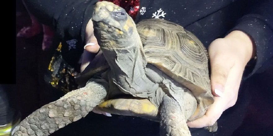 Noel günü evde tek kalan 'öfkeli' kaplumbağa yangın çıkardı