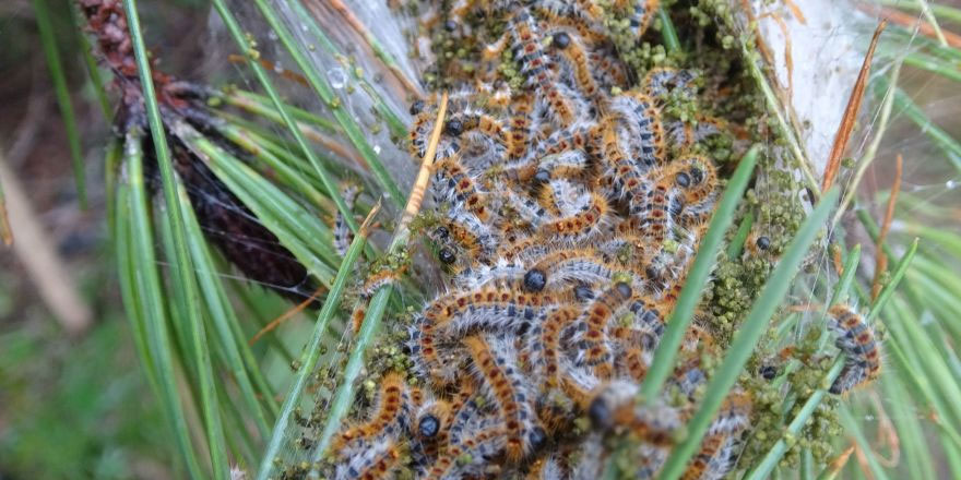 İstanbul ormanlarında çam kese böceği alarmı