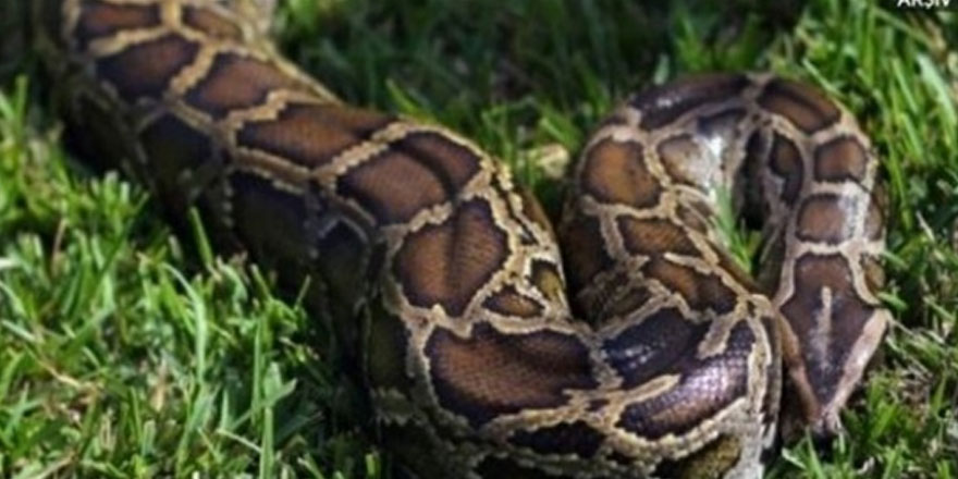 Malezya'da 80 kiloluk piton yakalandı