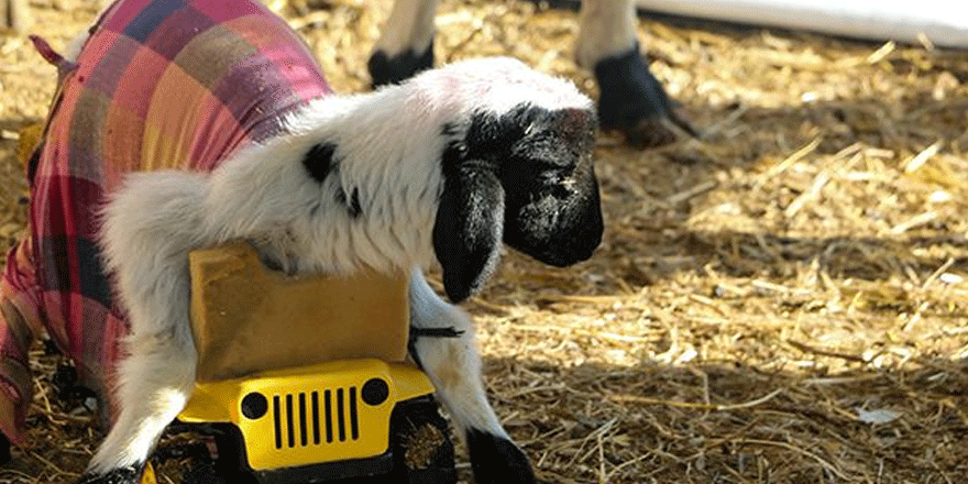 Güçsüz kuzusu için lojistik destek sağladı