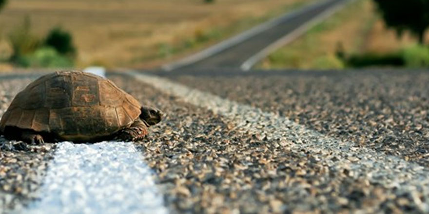 Nesli tükenmekte olan kaplumbağa türünün yumurtaları çalındı