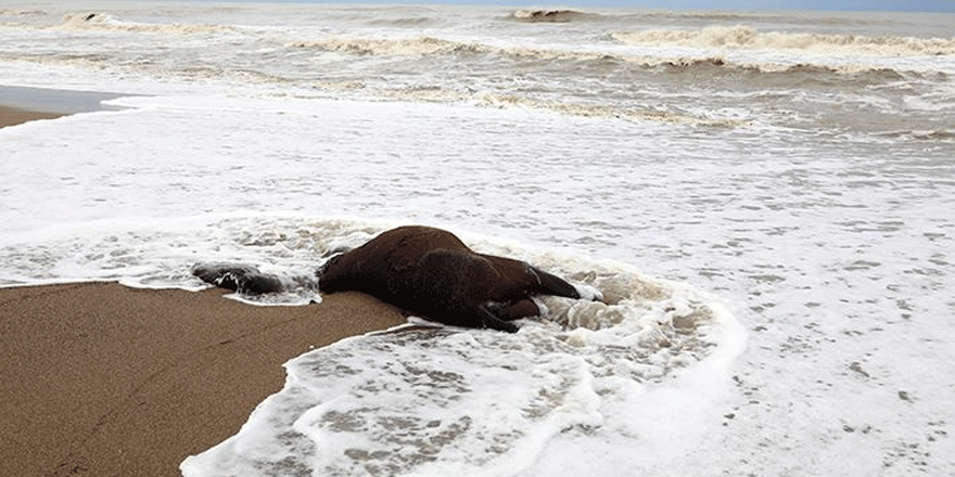 Antalya'da sahilde ölü bir at ve jet-ski bulundu