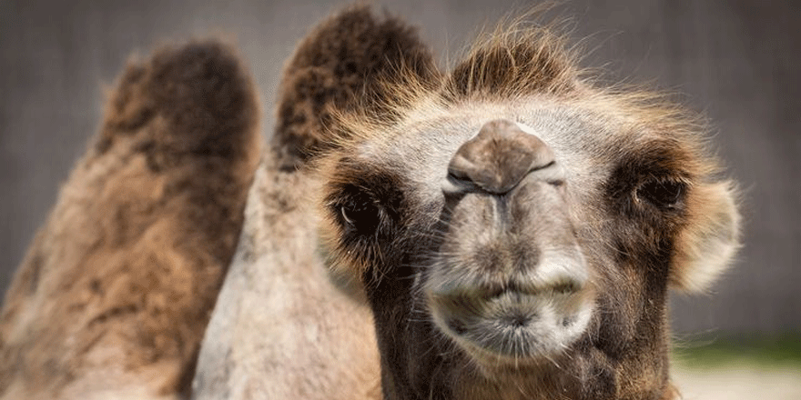 Avustralya'da 10 bin deve helikopterlerden vurularak öldürülecek