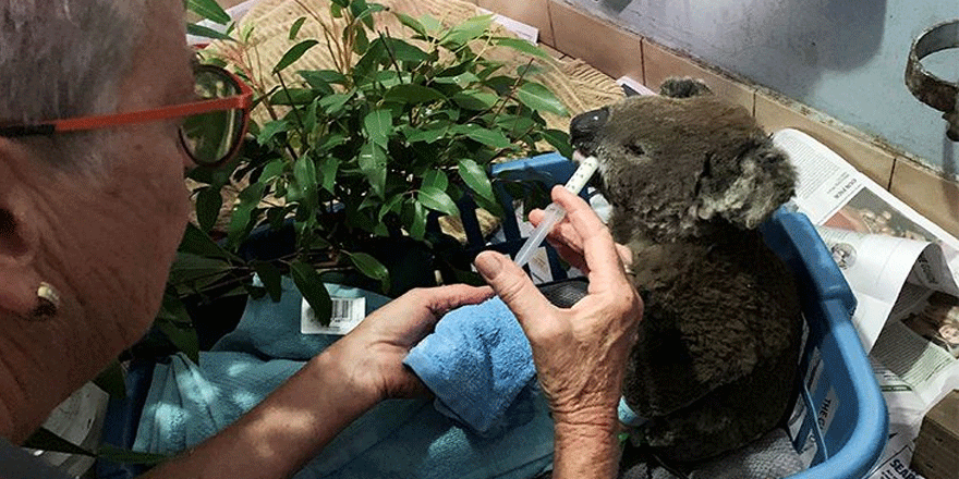 Yaralı hayvanlar için dört koldan mücadele