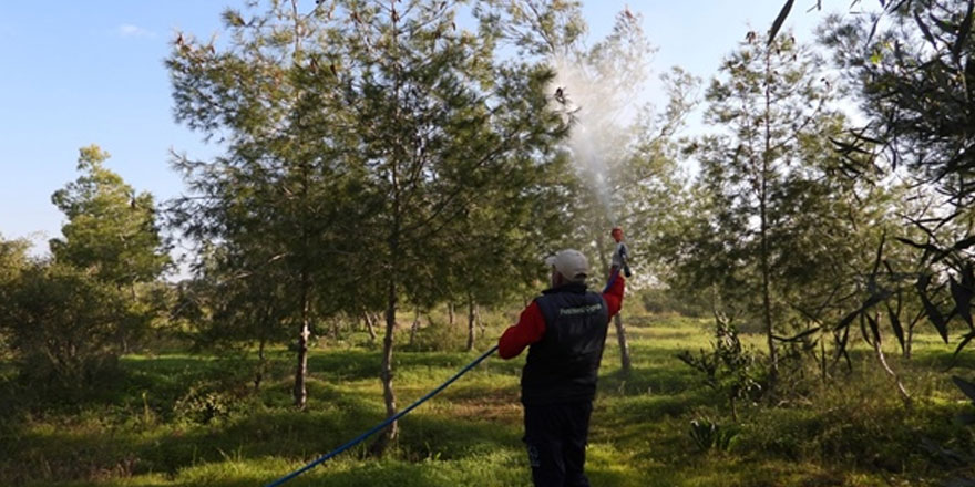 İskele’de çam kese böceği ile mücadele sürüyor