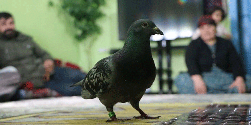 Hakkari'de, ayağında İran notu olan güvercin bulundu