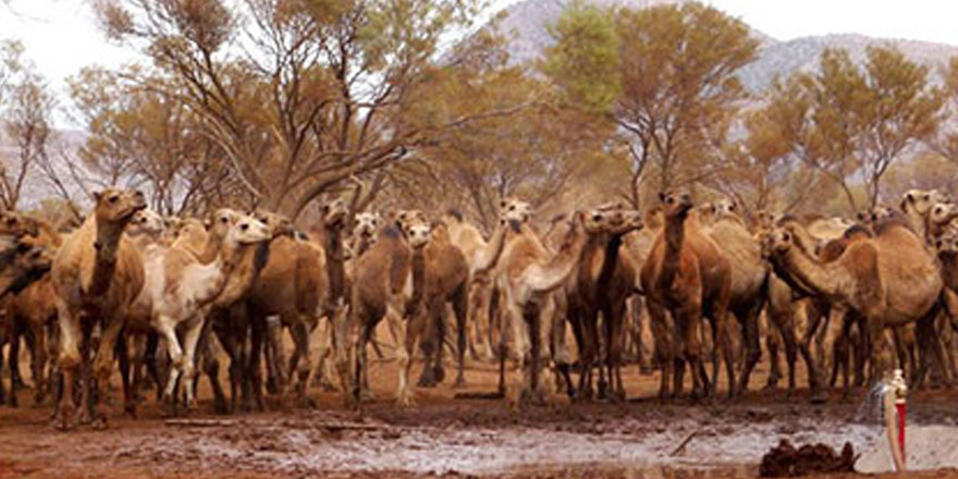 Tepki çeken katliamı yaptılar