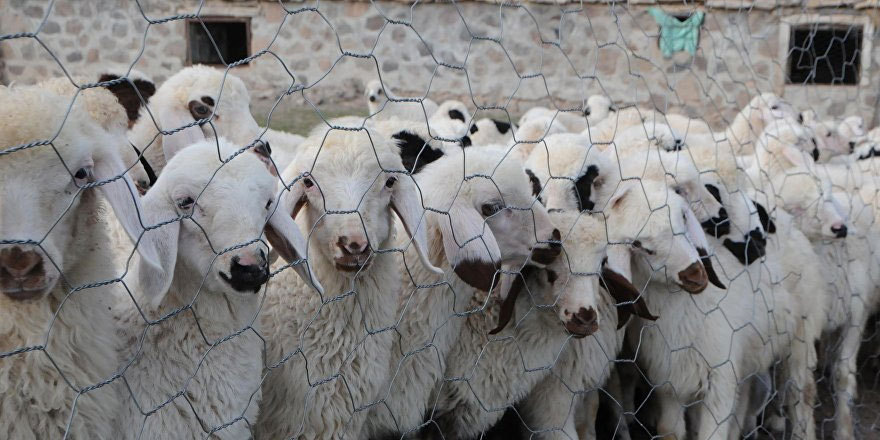 150 bin hayvanın soy kütüğü oluşturulacak