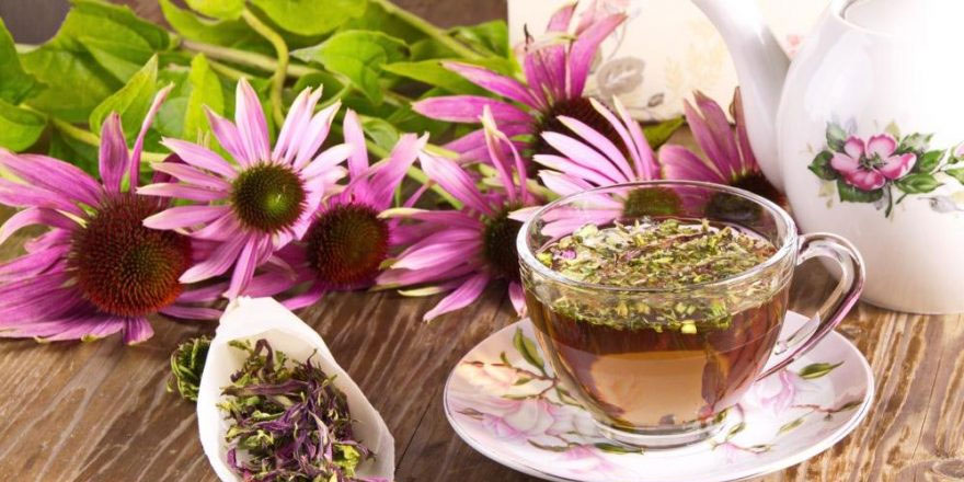 Ekinezyanın yararları nelerdir?