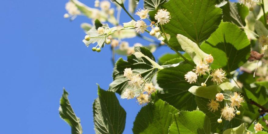 İstanbullular ‘ıhlamur’ dedi