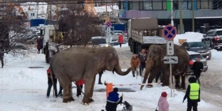 Sirkten kaçan filler şehre indi!