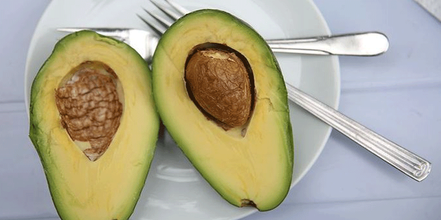 Deneme amaçlı yetiştirdikleri avokado geçim kaynakları oldu