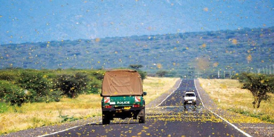 Çekirge istilası Afrika'yı tehdit ediyor: 'Türkiye de risk altında'