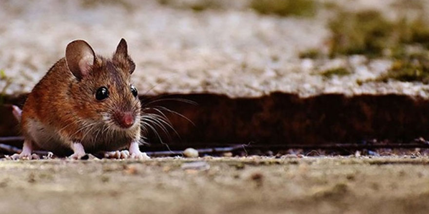 Nijerya'da lassa virüsü salgını: 41 ölü