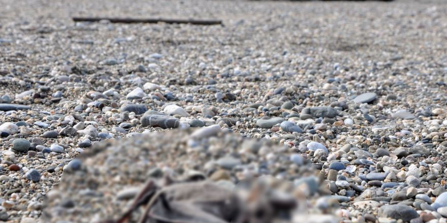 Antalya'da bulunan 2 yarasa ölüsü vatandaşları korkuttu