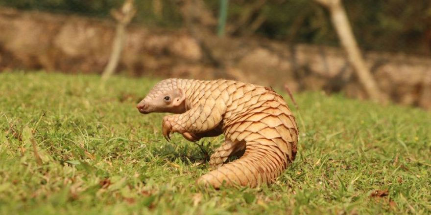 Corona virüsü salgınının asıl sebebi bulundu!