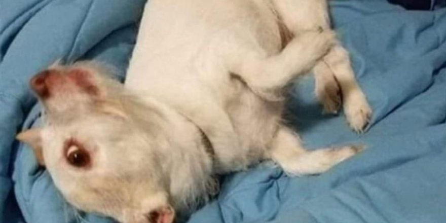 Köpek mi yoksa keçi mi?