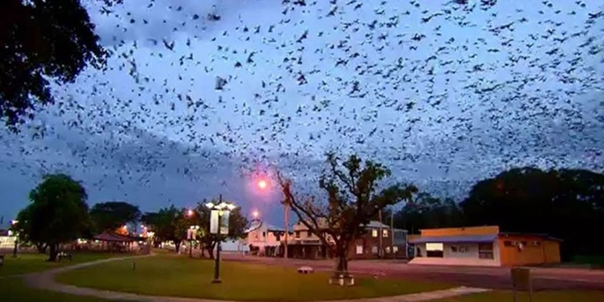 Avustralya'da bir kasaba yarasa istilasına uğradı